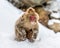 Mother with a baby Japanese macaque sitting in the snow.