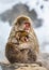 Mother with a baby Japanese macaque sitting in the snow.