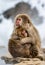 Mother with a baby Japanese macaque sitting in the snow.