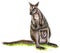 Mother with Baby Joey Kangaroos Illustration