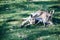 Mother and baby kangaroo lying on the grass