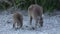 Mother and baby kangaroo walking and jumping in Cape Le Grand National Park