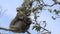 Mother and baby koala eating leaves at cape otway