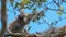 Mother and baby koala feeding at cape otway