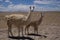 Mother and baby lamas in the bolivian altiplano