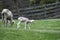 Mother and Baby Lamb Eating in Pasture