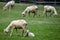 Mother and Baby Lamb Eating in Pasture