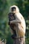 Mother and baby langur