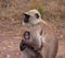 Mother and Baby Langur Monkey in the Wild