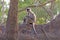 Mother and Baby Langur in a tree