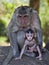 Mother and Baby Long Tailed Macaque at Cambodia\'s Angkor Wat