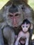 Mother and Baby Long Tailed Macaque at Cambodia\'s Angkor Wat