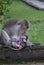 Mother and baby long-tailed macaque in Indonesia