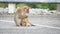 Mother and baby macaque monkey eating food that falls on the ground