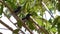 Mother and baby magpie robin bird on tree branch