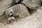 Mother and baby meerkat