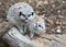 Mother and Baby Meerkat