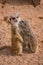 Mother and baby meerkats hugging