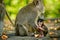 Mother and baby monkey sits and eating banana at monkey forest.