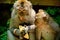 Mother and baby monkey sits and eating banana at monkey forest.