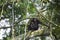 Mother and baby monkey spotted during chimp trekking in Kyambura Gorge