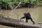 Mother and baby monkey spotted during chimp trekking in Kyambura Gorge