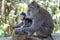 Mother and baby monkey in Ubud Sacred Monkey Forest on Bali