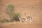 Mother and baby mountain gazelle in desert dunes.