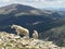 Mother and Baby Mountain Goat on Quandary Peak Colorado