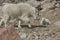 Mother and Baby Mountain goats