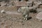 Mother and Baby Mountain Goats