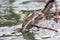 Mother and baby Mudskippers in the mangroves of Madagascar