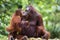 Mother and baby orang-utan