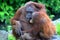 Mother and baby orangutan