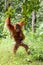 Mother and baby orangutan