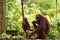 Mother and baby orangutans rehabilitation Borneo, Malaysia