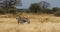 Mother and Baby Plains Zebras