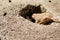 Mother and baby prairie dog by den