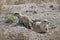 Mother & Baby Prairie Dogs Emerge from Burrow