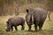 Mother and baby rhino