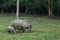 Mother and baby rhino