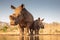 Mother and baby rhino getting ready to drink