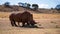 Mother and baby rhino are standing next to each other