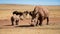 Mother and baby rhino are standing next to each other