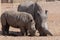 A Mother and Baby Rhino walk together