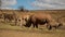 Mother and baby rhinos, zebras and springboks eat grass in their natural habitat