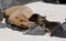 Mother and baby sea-lions are kissing