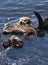 Mother and Baby Sea Otter Floating on His Back