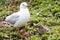 Mother and Baby Seagulls