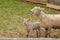 Mother and Baby Sheep